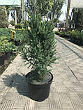 Ялівець китайський 'Stricta Variegata', контейнер С3 h-0,40-0,50, фото 3