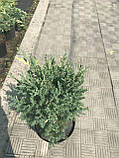 Ялівець китайський 'Stricta Variegata', контейнер С3 h-0,40-0,50, фото 4
