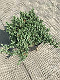 Ялівець лежачий Нана (Juniperus procumbens 'Nana) а - 20-30 см в горщику  C3 л, фото 2