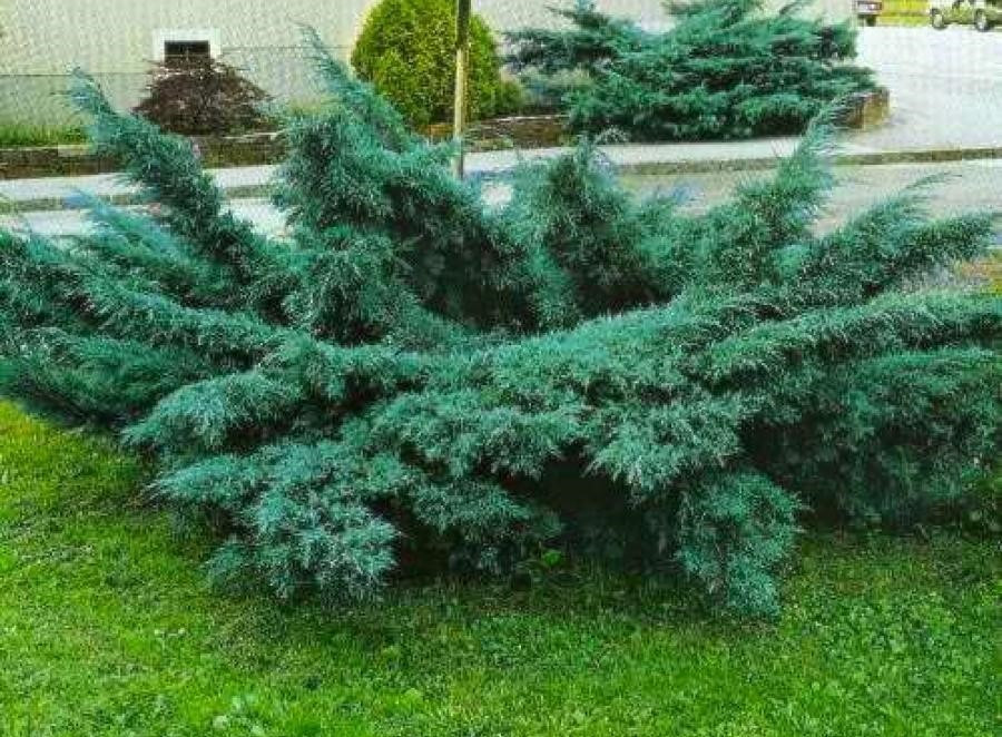 Ялівець середній Pfitzeriana Glauca, контейнер С3 а-0,40-0,50