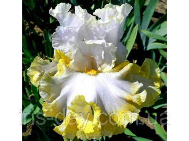 Ірис Skirt Alert Скирт Арлет (Johnson 2010) (сажниці), фото 1