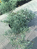 Ялівець середній Pfitzeriana Glauca, контейнер С3 а-0,40-0,50, фото 5