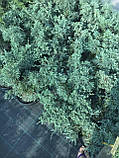 Ялівець середній Pfitzeriana Glauca, контейнер С3 а-0,40-0,50, фото 3