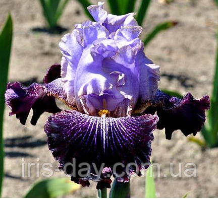 Ірис Wladca Mgiel Власниця Мгіел (Piatek 2017) (сажці), фото 1