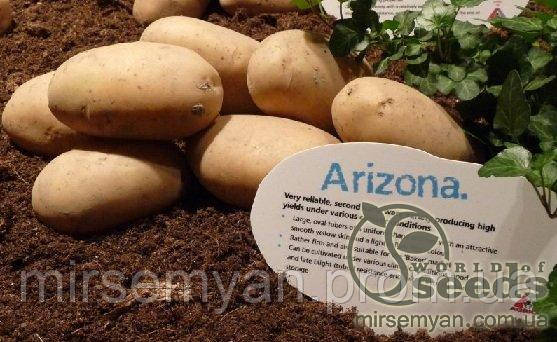 Насіннєвий сорт картоплі "Арізона" 5 кг. 1 репродукція Голландія