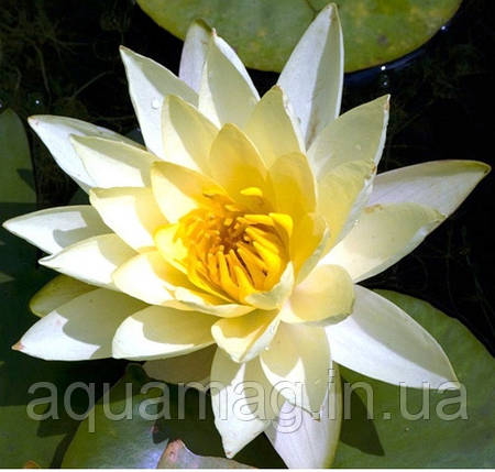 Nymphaea "Yellow Sensation" Нимфея "Желтая Сенсация" , фото 1