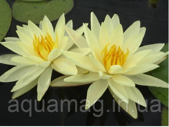 Nymphaea "Yellow Sensation" Нимфея "Желтая Сенсация" , фото 3