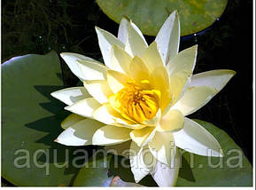 Nymphaea "Yellow Sensation" Нимфея "Желтая Сенсация" , фото 4