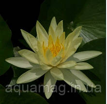 Nymphaea "Yellow Sensation" Нимфея "Желтая Сенсация" , фото 5