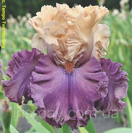 Ірис High Chancellor Хай Чанселор (Blyth 2014) (сажінки), фото 1
