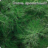 Вагаові насіння кропу Симфонія в Одесі
