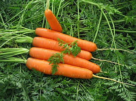 Семена моркови Долянка