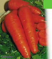 Насіння моркви Регульська