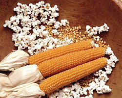 Насіння цукрової кукурудзи Попкорн