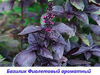 Семена Базилик "Фиолетовый"