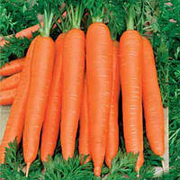 Насіння моркви Король