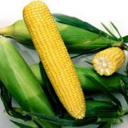 Насіння Цукрової кукурудзи ( вагові, оптом від виробника)