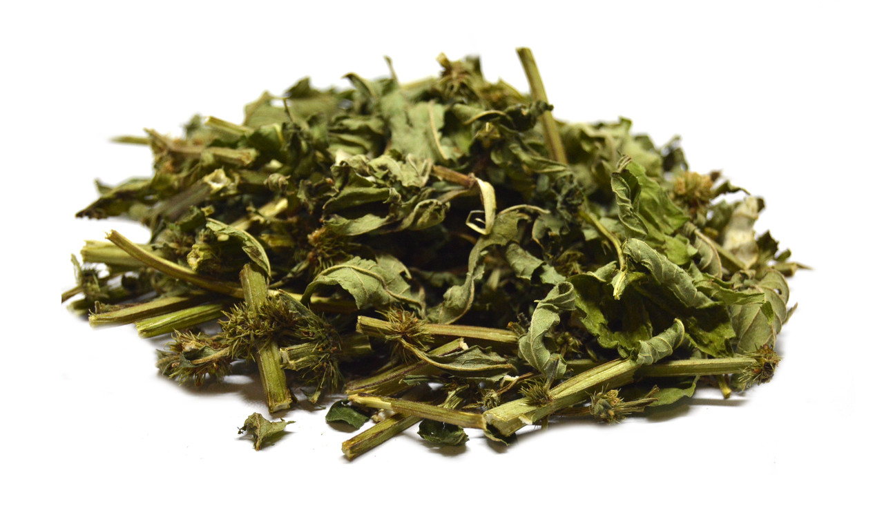 Вовконіг європейський трава (зюзник кропива болотна), фото 1