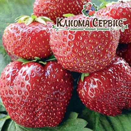 Саджанці полуниці сорт Флоретта, в касетах, фото 3