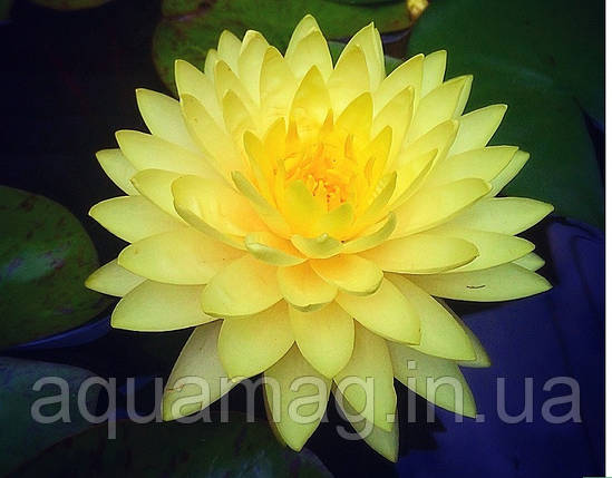 Nymphaea"Perry's Double Yellow" Німфея "Перріс Дабл Еллоу", фото 2