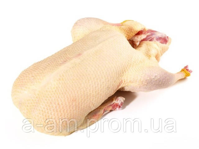 Утка
