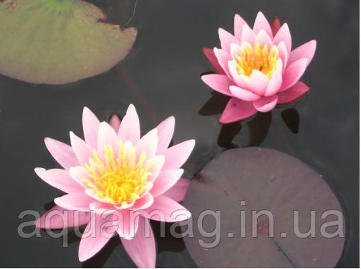 Nymphaea "Pink Sensation" Німфея "Рожева Сенсація", фото 2