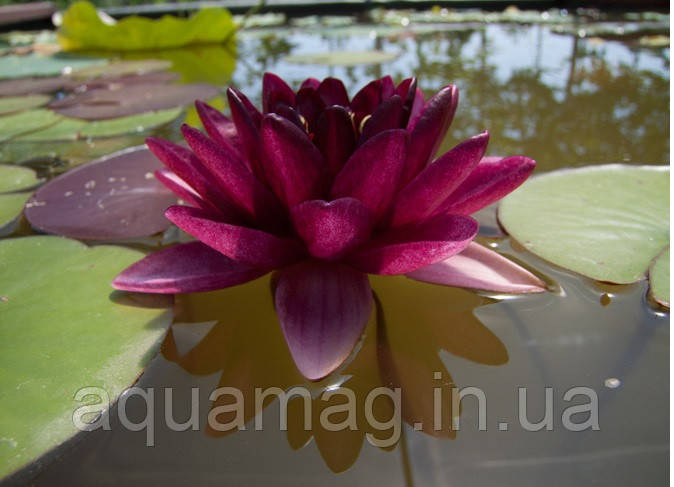 Nymphaea "Almost Black" Німфея "Алмост Блек"
