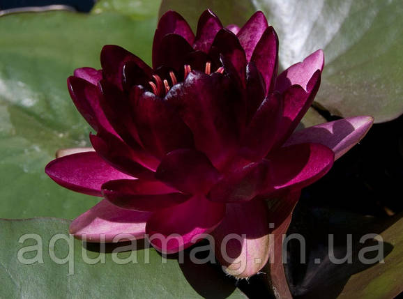 Nymphaea "Almost Black" Німфея "Алмост Блек", фото 3