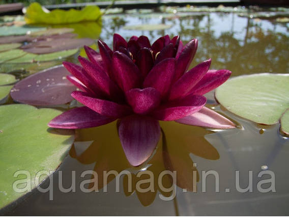 Nymphaea "Almost Black" Німфея "Алмост Блек", фото 4
