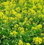 Насіння Гірчиці білого 1 кг, фото 2