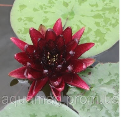 Nymphaea "Black Princess". Німфея "Блек Принцес"