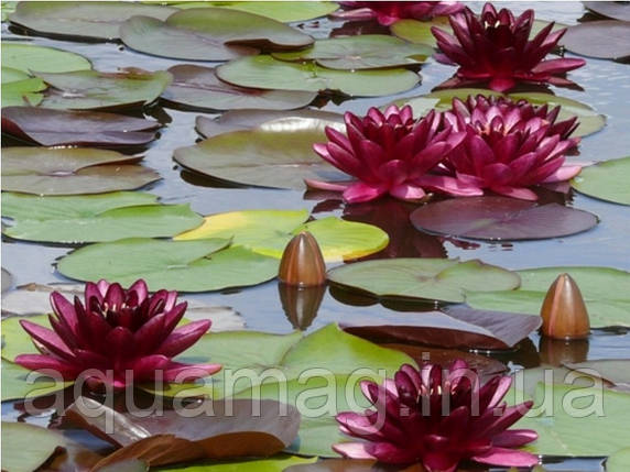 Nymphaea "Black Princess". Німфея "Блек Принцес", фото 2