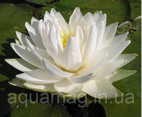 Nymphaea "Gonnere" Німфея "Жоннері", фото 2