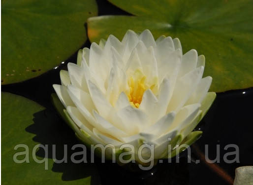 Nymphaea "Gonnere" Німфея "Жоннері", фото 2