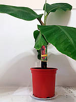 Банан Червоний (Musa acuminata Red Dacca) 30-40 см. Кімнатний