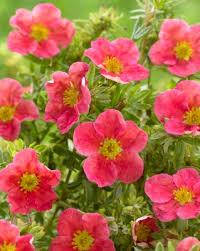 Лапчатка Danny Boy 2 річна, Лапчатка чагарникова Денні Бій, Potentilla fruticosa Danny Boy