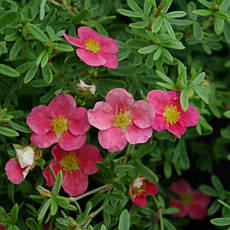 Лапчатка Danny Boy 2 річна, Лапчатка чагарникова Денні Бій, Potentilla fruticosa Danny Boy, фото 4