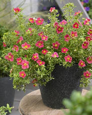 Лапчатка Danny Boy 2 річна, Лапчатка чагарникова Денні Бій, Potentilla fruticosa Danny Boy, фото 6