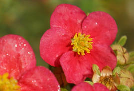 Лапчатка Danny Boy 2 річна, Лапчатка чагарникова Денні Бій, Potentilla fruticosa Danny Boy, фото 3