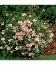 Лапчатка Pink Beauty 2 річна, Лапчатка чагарникова Пінк Бюті, Potentilla fruticosa Pink Beauty, фото 5