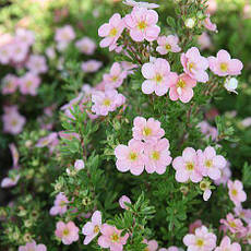 Лапчатка Pink Beauty 2 річна, Лапчатка чагарникова Пінк Бюті, Potentilla fruticosa Pink Beauty, фото 3