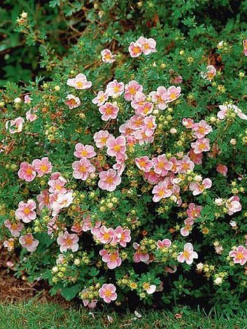 Лапчатка Pink Beauty 2 річна, Лапчатка чагарникова Пінк Бюті, Potentilla fruticosa Pink Beauty, фото 1