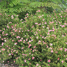 Лапчатка Pink Beauty 2 річна, Лапчатка чагарникова Пінк Бюті, Potentilla fruticosa Pink Beauty, фото 6