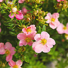 Лапчатка Pink Beauty 2 річна, Лапчатка чагарникова Пінк Бюті, Potentilla fruticosa Pink Beauty, фото 4