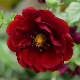 Перстач Flambeau 2 річна, Перстач чагарникова Фламбои, Potentilla fruticosa Flambeau