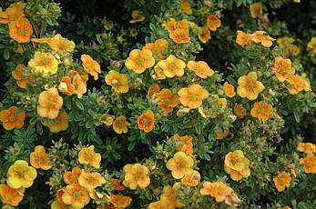 Лапчатка Mango Tango 2 річна, Лапчатка кущовамМанго Танго, Potentilla fruticosa Mango Tango, фото 3