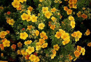 Лапчатка Mango Tango 2 річна, Лапчатка кущовамМанго Танго, Potentilla fruticosa Mango Tango, фото 1