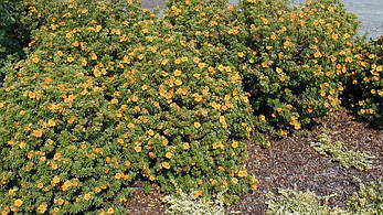 Лапчатка Mango Tango 2 річна, Лапчатка кущовамМанго Танго, Potentilla fruticosa Mango Tango, фото 4