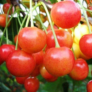 Саджанці Черешні Дончанка - середньо-пізнього строку, солодка, крупноплідна, врожайна