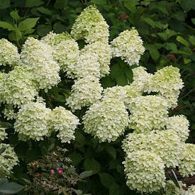 Гортензія морозостійка Little Lime 2 річна, Гортензія волотиста Литллайм, Hydrangea paniculata Little Lime